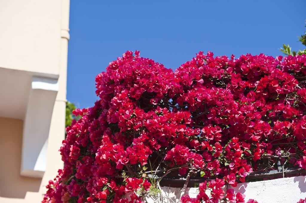 Hotel Casa Di Meglio Ischia Dış mekan fotoğraf